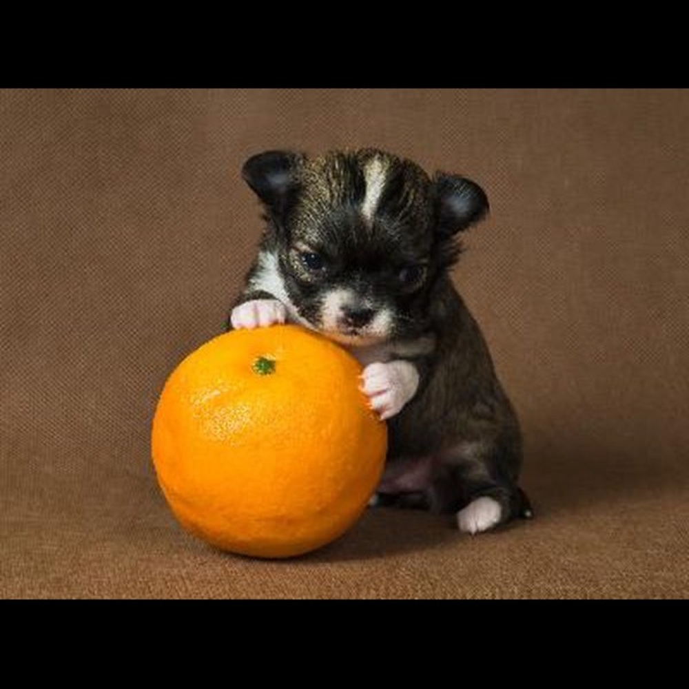 Meet your Posher, Sheila